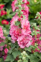 Alcea Spring Celebrities Rose