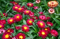 Xerochrysum Mohave ® Purple Red