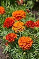 Tagetes Fireball