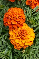 Tagetes Fireball