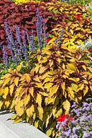 Plectranthus Flame Thrower ™ Spiced Curry