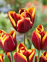 Tulipa Triumph Abu Hassan