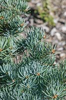 Abies balsamea Compacta