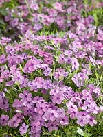 Phlox Eva