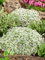 Thymus praecox Albiflorus