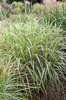 Miscanthus Dixieland