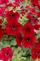 Petunia Tidal Wave ® Red Velour