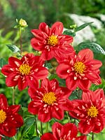 Dahlia Collarette Alstergruss