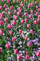 Tulipa Single Early Christmas Dream and Anemone blanda Charmer