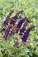 Buddleja Black Knight