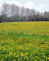 Flower meadow in the spring with Taraxacum sect. Ruderalia
