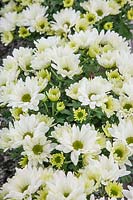 Chrysanthemum Letitia Time