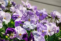 Viola Spring Matrix ™ Lavender Shades