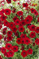 Petunia Tidal Wave ® Red Velour