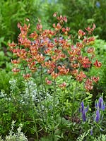 Lilium martagon Gaybird