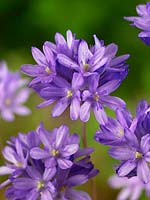 Dichelostemma congestum