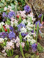 Scilla bifolia mix