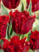 Tulipa Crispa Valery Gergiev