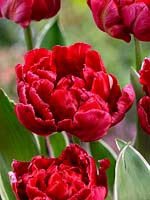 Tulipa Double Early Eternal Flame