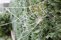 Spider web with white frost