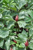 Trillium sessile