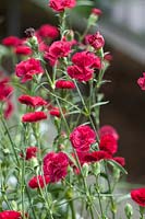 Dianthus Cinnamon Red Hots