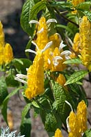 Pachystachys lutea