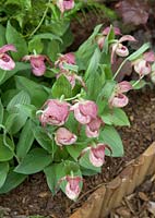 Cypripedium Kentucky Pink