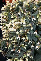 Begonia Sparkle™ White Blush