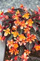 Begonia boliviensis Glowing Embers ®
