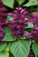 Salvia splendens Salsa Purple