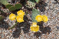 Opuntia polyacantha