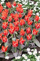Tulipa greiggii Corsage