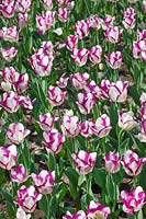 Tulipa Triumph Affair