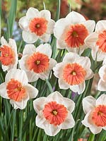 Narcissus Large Cupped Riot