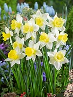 Narcissus Trumpet Finland