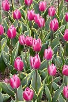 Tulipa Triumph Andorra