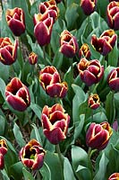 Tulipa Triumph Doberman