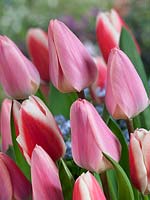Tulipa Darwin Hybrid Light and Dreamy, All That Jazz