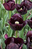 Tulipa Single Late Paul Scherer