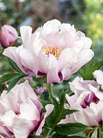 Paeonia Cora Louise