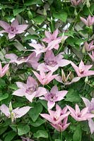 Clematis Hagley Hybrid