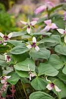 Trillium rugelii Askival