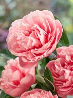 Paeonia lactiflora Etched Salmon