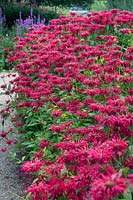 Monarda didyma Gardenview Scarlet