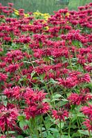 Monarda didyma Gardenview Scarlet