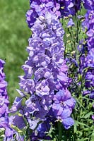 Delphinium Guardian Lavender