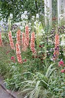 Perennial border in the summer