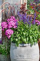 Plant container with Salvia and Phlox