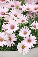 Osteospermum Cape Daisy ® Softly Pink Improved